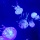 Chapter 73: Jellyfish at Okinawa Churaumi Aquarium